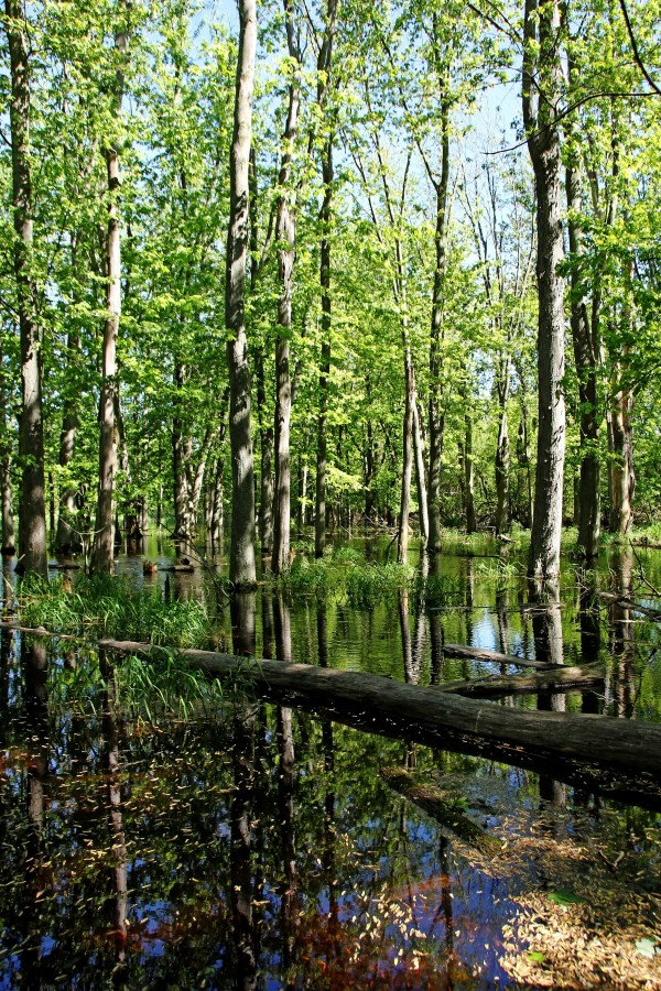 Wild Goose Woods Pond III by Deb Oppermann